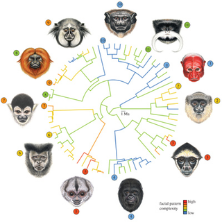 Illustration for article titled Why are monkeys' faces all so bizarrely different?